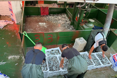 Yalova’da ilk gün 70 ton hamsi karaya çıkartıldı