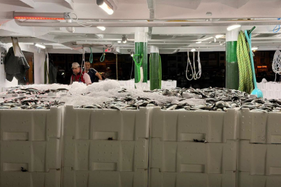 Yalova’da hamsi bereketliliği! 130 ton hamsi karaya çıkartıldı