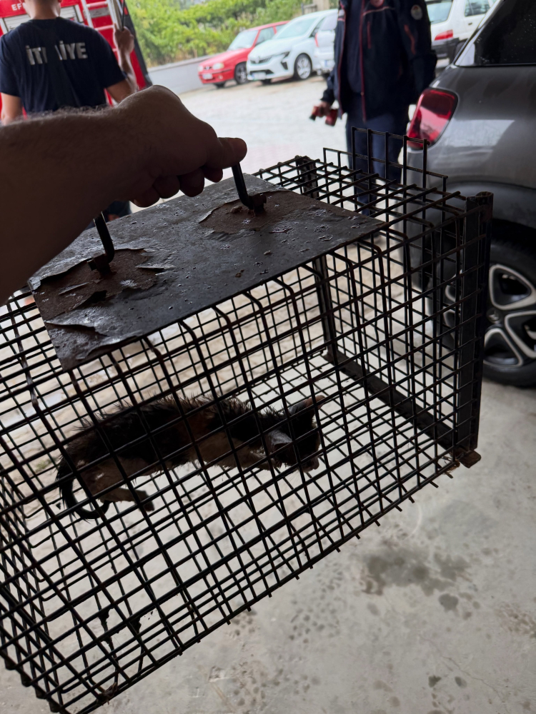 Yalova’da kaputa sıkışan kedi