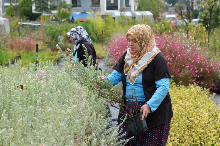 Belediye Park ve Bahçeler Müdürlüğü bünyesindeki bitki üretim tesisinde yaklaşık on bin tıbbi aromatik peyzaj bitkisi, çelikleme yoluyla üretiliyor.