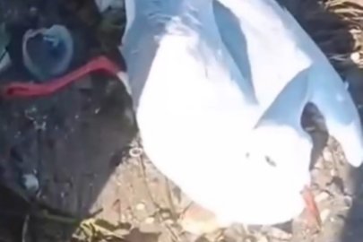 Altınova’da oltaya balık yerine martı takıldı