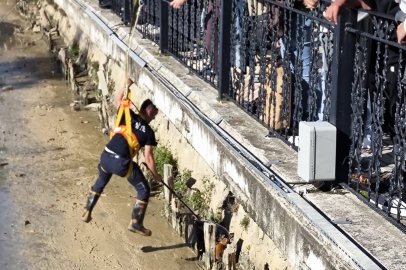 Yalova’da iki yavru kedi dereye düştü ve…
