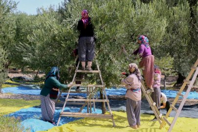 Armutlu’da zeytin hasadı heyecanı başladı