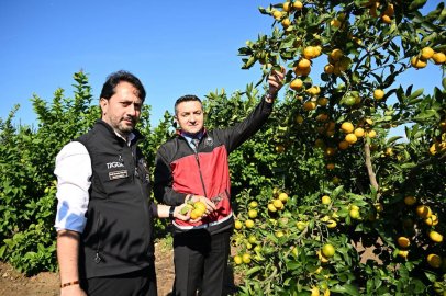 Yalova’da sezonun ilk mandalina hasadı yapıldı