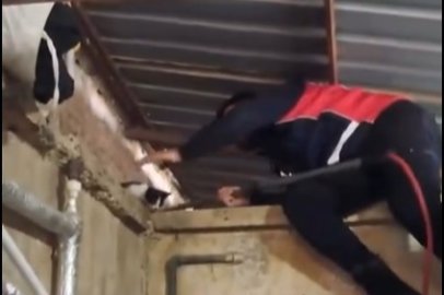Armutlu’da yavru kedi, atık su kuyusuna düştü!