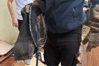 Yalova’da mahsur kalan kediler operasyonla kurtarıldı