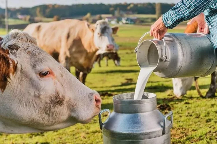 Çiğ süte yüzde 8,5 zam! Yoğurt ve peynir fiyatları uçacak