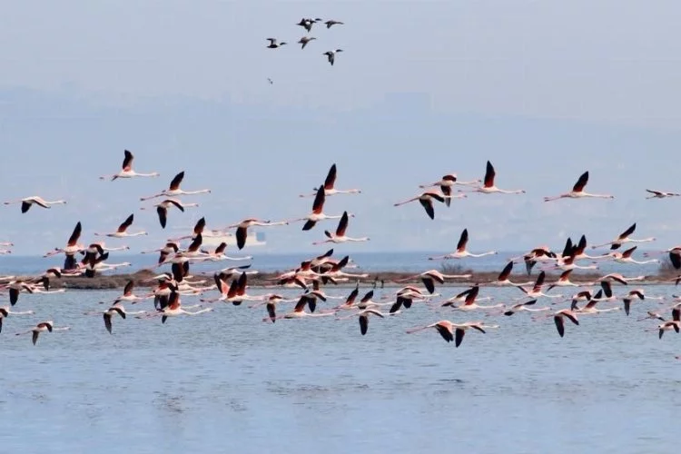 Hersek Lagünü'nde üreyen kuş türü sayısında artış