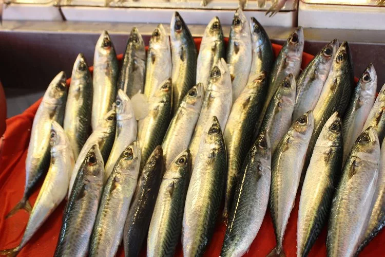 Yalova’da balık fiyatları ne kadar? 13 Nisan Yalova balık fiyatları