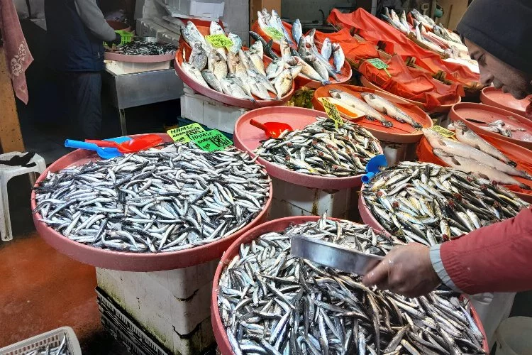 Yalova’da balık fiyatları ne kadar? Yalova’da hamsinin fiyatı aynı mı? Tezgahlarda balık çeşitliği nasıl? Balık fiyatları yükseldi mi? Hamsinin kilosu ne kadar oldu?