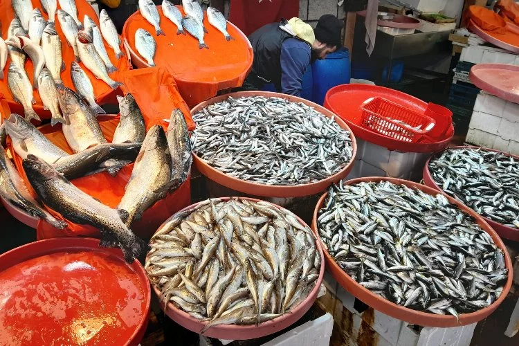 Yalova’da balık fiyatları ne kadar? Yalova’da hamsinin fiyatı yükseldi mi? Tezgahlarda balık çeşitliliği nasıl? Balık fiyatları yükseldi mi? En çok hangi balıklar tercih ediliyor?