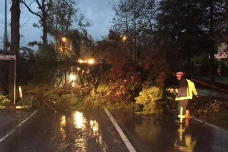 Yalova'da şiddetli fırtına ağacı devirdi