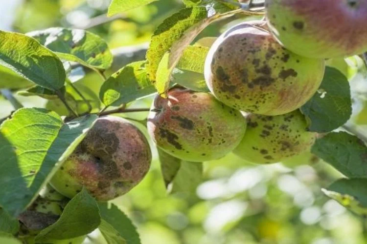 Yalova Tarım Müdürlüğü, elma ve armut üreticilerini uyardı